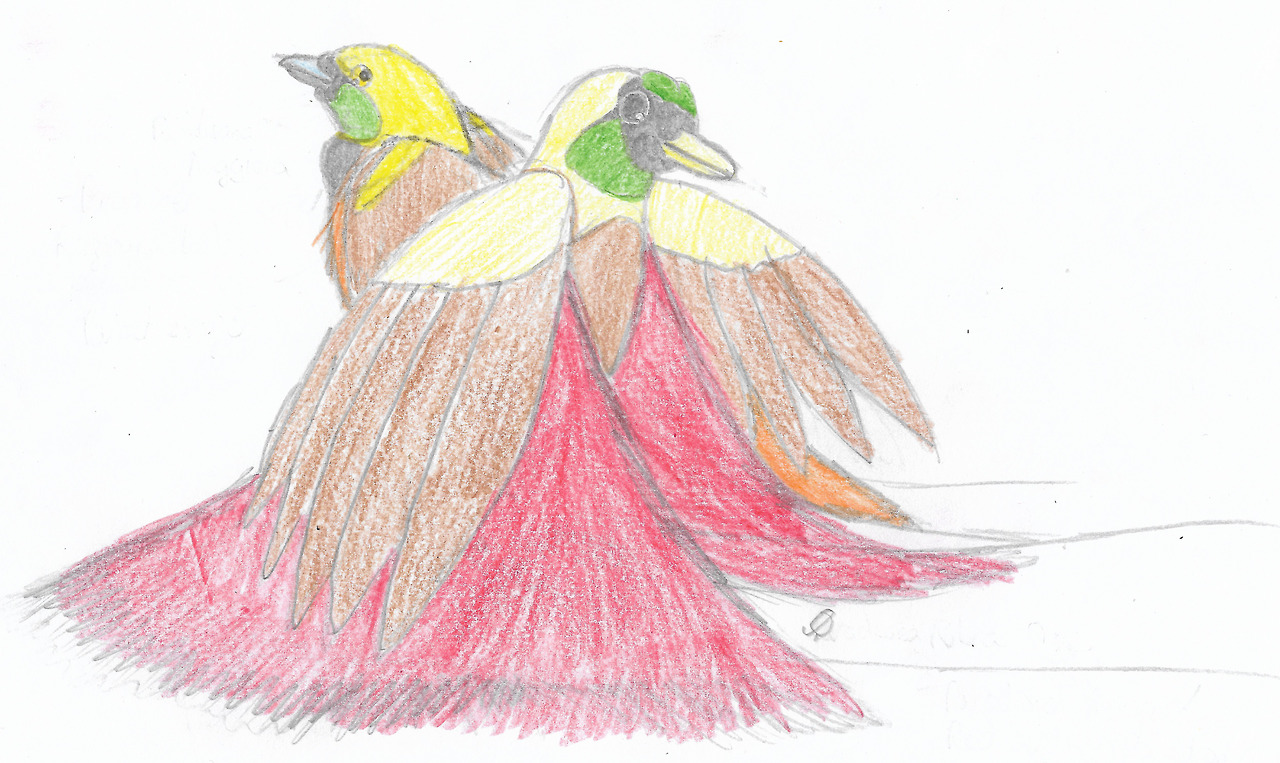 Red and Raggiana birds-of-paradise